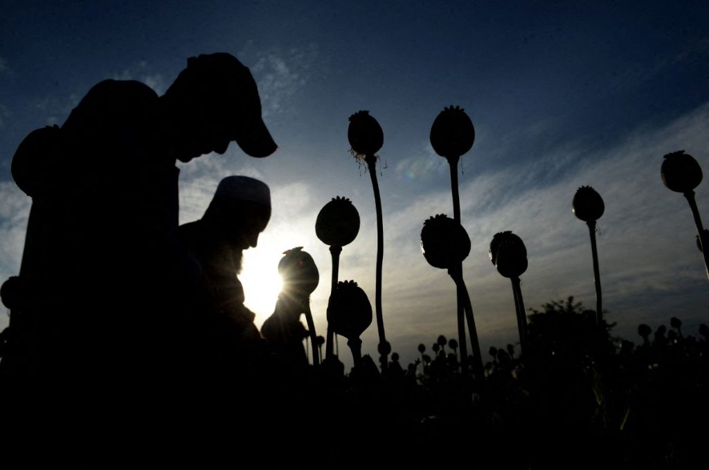 Afghan farmers harvest opium sap from their poppy fields in the Surkh Rod district of Nangarhar province on April 21, 2017. The US government has spent billions of dollars on a war to eliminate drugs from Afghanistan, but the country still remains the world's top opium producer. (Photo by NOORULLAH SHIRZADA / AFP)
